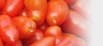 Tomato Sauce �g�}�g�\�[�X